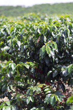 kahve bitki. kahve ağacı dalı üzerine Kızıl kahve çekirdekleri