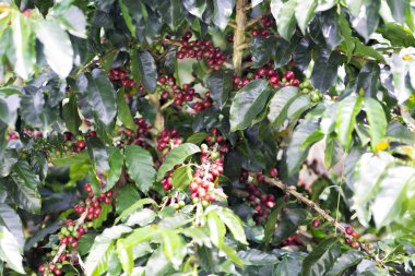 kahve bitki. kahve ağacı dalı üzerine Kızıl kahve çekirdekleri