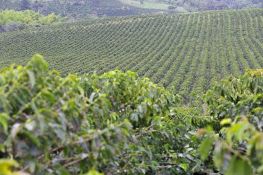 Organik kahve çiftlik, Kolombiya'da kahve saç ekimi