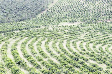 Organik kahve çiftlik, Kolombiya'da kahve saç ekimi