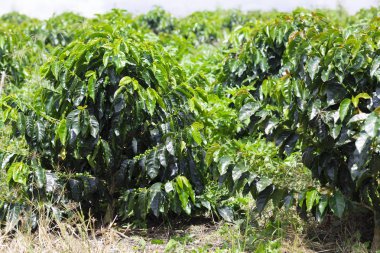 Organik kahve çiftlik, kahve plantasyon içinde güzel çiftlik