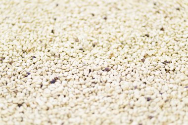 Arka plan doku yeşil kahve çekirdekleri