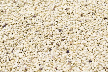 Arka plan doku yeşil kahve çekirdekleri