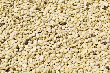 Arka plan doku yeşil kahve çekirdekleri