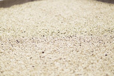 Arka plan doku yeşil kahve çekirdekleri