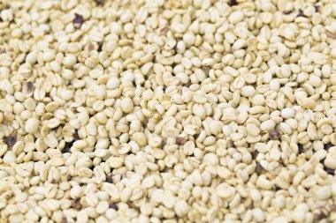 Arka plan doku yeşil kahve çekirdekleri