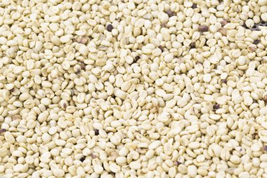 Arka plan doku yeşil kahve çekirdekleri