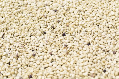 Arka plan doku yeşil kahve çekirdekleri