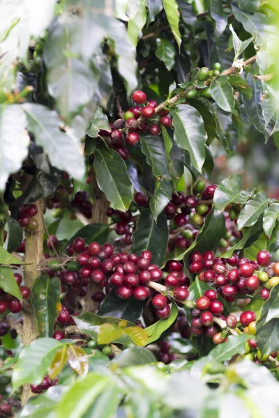 Planta Café Granos Rojos Café Una Rama Árbol Café — Foto de Stock