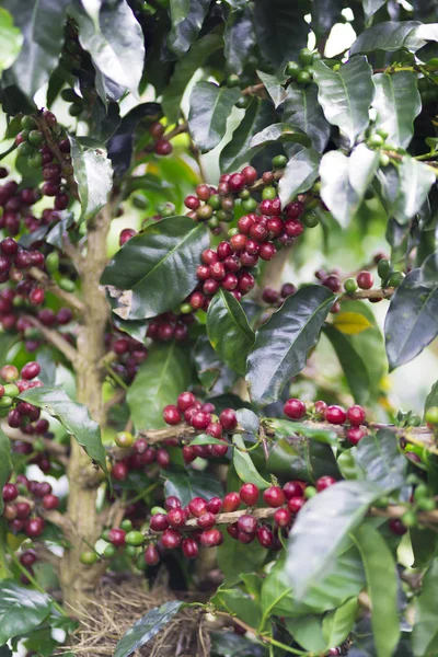 Coffee Plant. Red Coffee Beans on a Branch of Coffee Tree