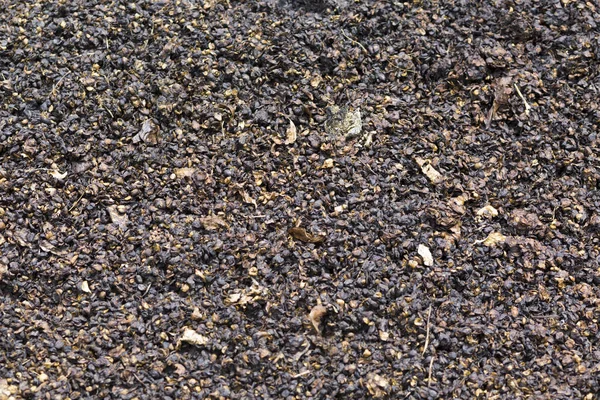土壌腐植準備 地面に腐った果物の山を作った堆肥 — ストック写真