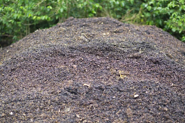 Kompost Yığını Toprak Humus Hazır Çürük Meyve Zeminde Yapılan — Stok fotoğraf