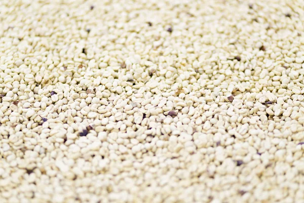 Arka plan doku yeşil kahve çekirdekleri