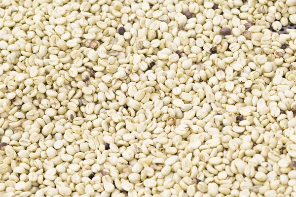 Arka plan doku yeşil kahve çekirdekleri