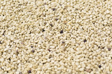 Arka plan doku yeşil kahve çekirdekleri