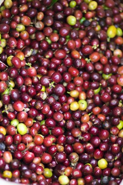 Arka plan doku kırmızı kahve çekirdekleri, taze kahve