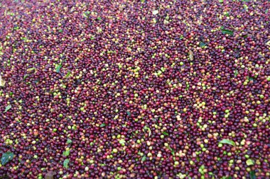 Arka plan doku kırmızı kahve çekirdekleri, taze kahve