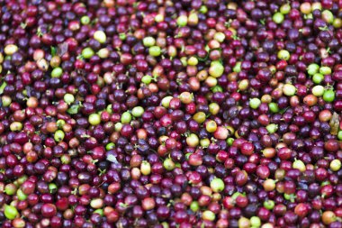 Arka plan doku kırmızı kahve çekirdekleri, taze kahve