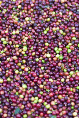 Arka plan doku kırmızı kahve çekirdekleri, taze kahve