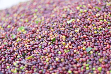 Arka plan doku kırmızı kahve çekirdekleri, taze kahve