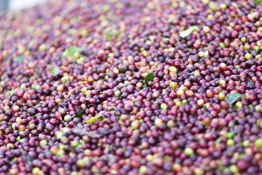 Arka plan doku kırmızı kahve çekirdekleri, taze kahve