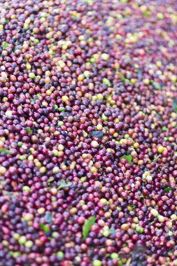 Arka plan doku kırmızı kahve çekirdekleri, taze kahve