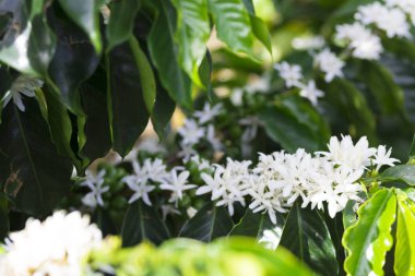 Kolombiya, ağaç dalı üzerinde kırmızı kahve çekirdekleri kahve saç ekimi