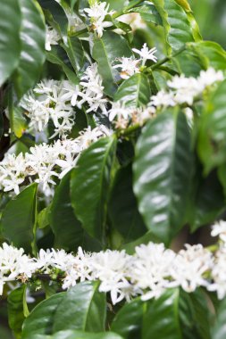 Kolombiya, ağaç dalı üzerinde kırmızı kahve çekirdekleri kahve saç ekimi