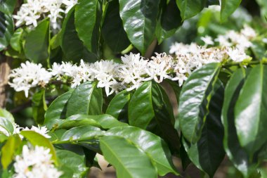 Kolombiya, ağaç dalı üzerinde kırmızı kahve çekirdekleri kahve saç ekimi