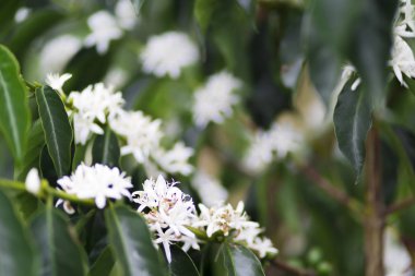 Kolombiya, ağaç dalı üzerinde kırmızı kahve çekirdekleri kahve saç ekimi