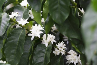 Kolombiya, ağaç dalı üzerinde kırmızı kahve çekirdekleri kahve saç ekimi