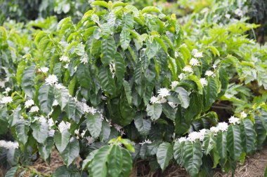 Kolombiya, ağaç dalı üzerinde kırmızı kahve çekirdekleri kahve saç ekimi