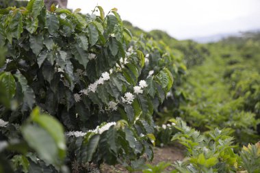Kolombiya, ağaç dalı üzerinde kırmızı kahve çekirdekleri kahve saç ekimi