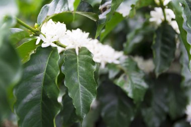 Kolombiya, ağaç dalı üzerinde kırmızı kahve çekirdekleri kahve saç ekimi