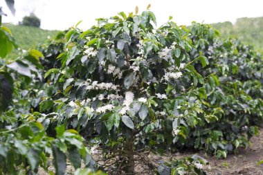 Kolombiya, ağaç dalı üzerinde kırmızı kahve çekirdekleri kahve saç ekimi