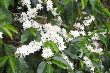 Kolombiya, ağaç dalı üzerinde kırmızı kahve çekirdekleri kahve saç ekimi