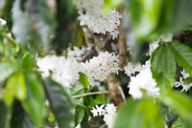 Kolombiya, ağaç dalı üzerinde kırmızı kahve çekirdekleri kahve saç ekimi