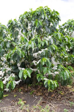 Kolombiya, ağaç dalı üzerinde kırmızı kahve çekirdekleri kahve saç ekimi