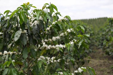 Kolombiya, ağaç dalı üzerinde kırmızı kahve çekirdekleri kahve saç ekimi