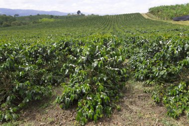 Kolombiya, ağaç dalı üzerinde kırmızı kahve çekirdekleri kahve saç ekimi