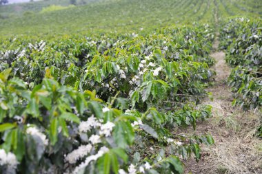Kolombiya, ağaç dalı üzerinde kırmızı kahve çekirdekleri kahve saç ekimi