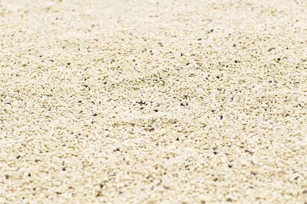 Texture Fond Des Grains Café Non Torréfiés — Photo