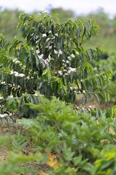 Coffee Plantation In Colombia, Red Coffee Beans on a Branch of Tree