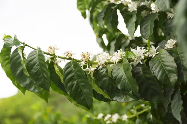 Plantacji Kawy Kolumbii Czerwona Fasola Kawa Gałęzi Drzewa — Zdjęcie stockowe