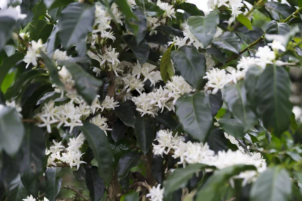 Kolombiya, ağaç dalı üzerinde kırmızı kahve çekirdekleri kahve saç ekimi