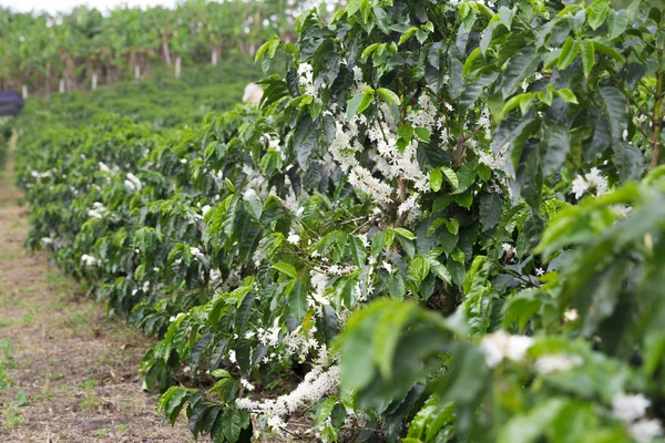 Coffee Plantation In Colombia, Red Coffee Beans on a Branch of Tree