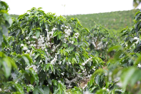 Coffee Plantation In Colombia, Red Coffee Beans on a Branch of Tree