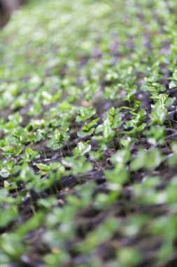 Arka plan doku kırmızı kahve çekirdekleri, taze kahve