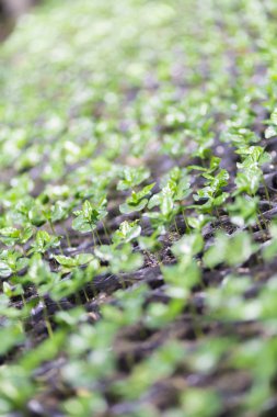 Arka plan doku kırmızı kahve çekirdekleri, taze kahve