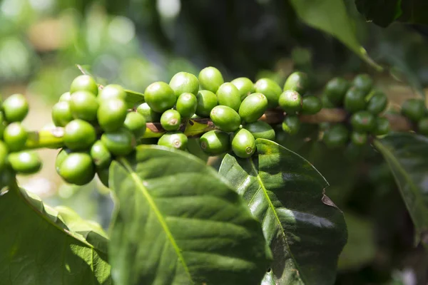 Gröna Kaffebönor Gren Colombianska Coffee Plantation — Stockfoto